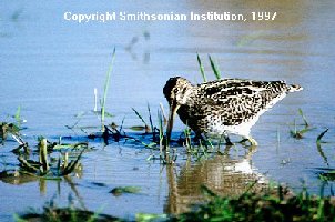 snipe.jpg (45.5 KiB) Viewed 18578 times snipe.jpg