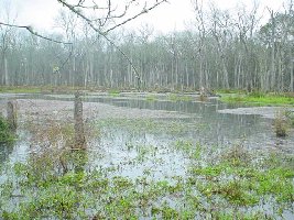 Big creek pond 1.jpg (212.92 KiB) Viewed 12239 times Big creek pond 1.jpg