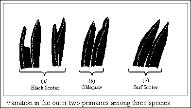 GIF-Variation in the outer two primaries among three species