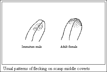 GIF-Usual patterns of flecking on scaup middle coverts