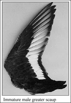 JPG-Immature male greater scaup