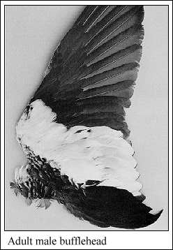 JPG-Adult male bufflehead