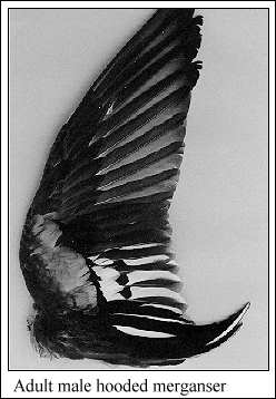 JPG-Adult male hooded merganser