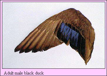 JPG-Adult male black duck