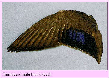 JPG-Immature male black duck