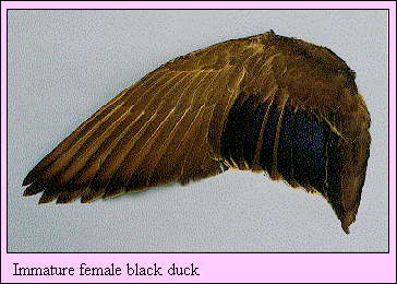 JPG-Immature female black duck