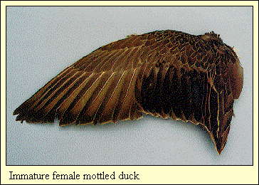 JPG-Immature female mottled duck