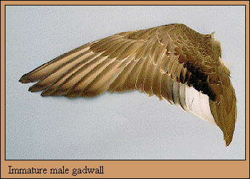 JPG-Immature male gadwall