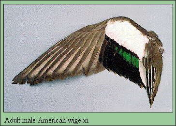 JPG-Adult male American wigeon