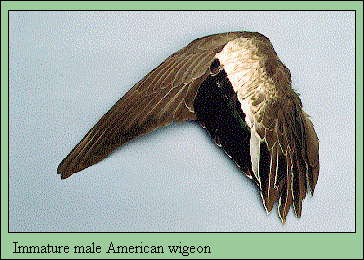 JPG-Immature male American wigeon