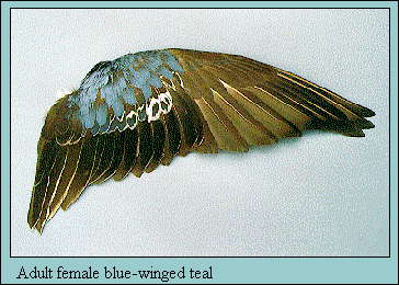 JPG-Adult female blue-winged teal
