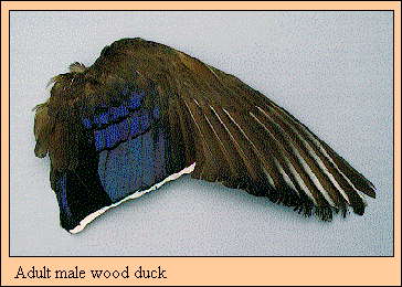 JPG-Adult male wood duck
