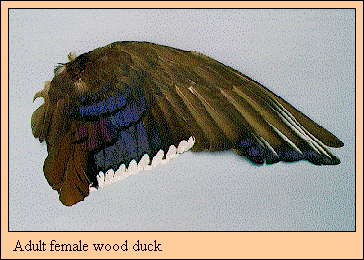 JPG-Adult female wood duck