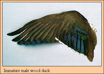JPG-Immature male wood duck