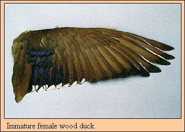 JPG-Immature female wood duck