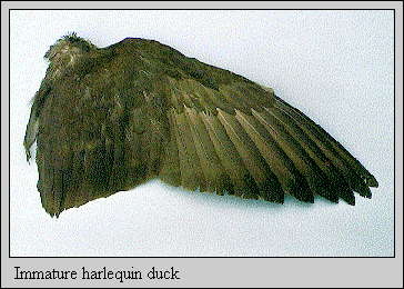 JPG-Immature harlequin duck