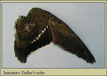 JPG-Immature Steller's eider