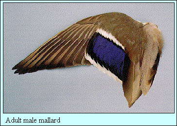 JPG-Adult male mallard wing