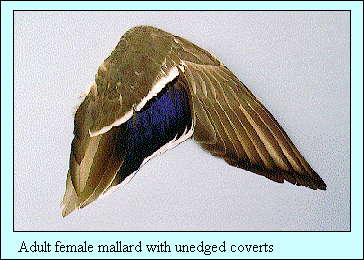 JPG-Adult female mallard with unedged coverts