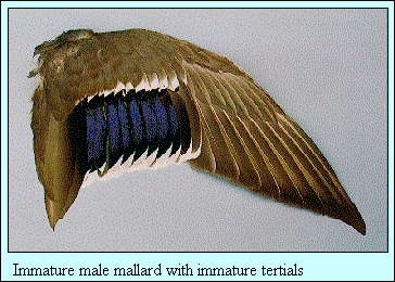JPG-Immature male mallard with immature tertials