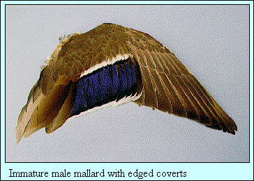 JPG-Immature male mallard with edged coverts