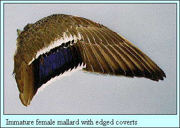JPG-Immature female mallard with edged coverts