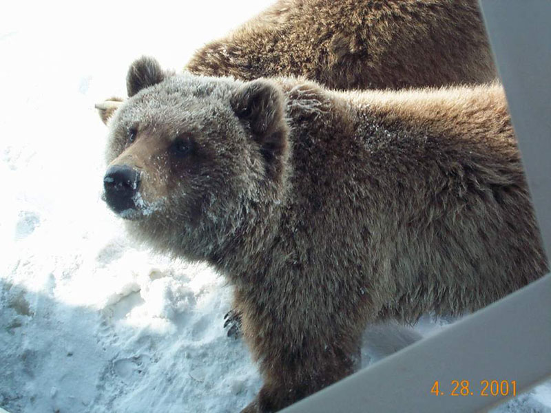 Bear (close)