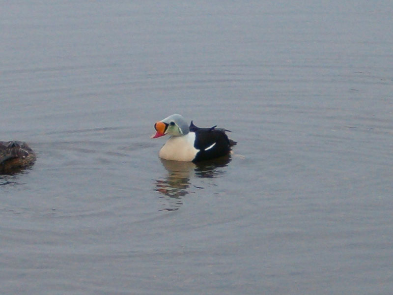 King Eider 2