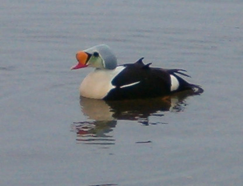 King Eider