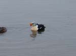 King Eider 2